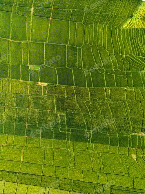 Preview: Aerial view of rice fields,Bali,Indonesia