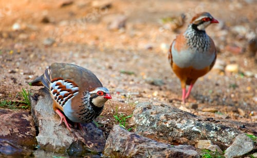 Preview: Red-legged Partridge, Monfragüe National Park, Spain