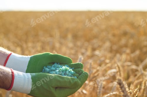Preview: Farmer hold fertilizers in his hands with wheat field at backgro