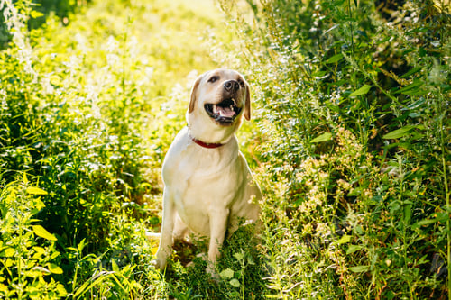 Preview: Happy White Labrador Retriever Dog Sitting In Grass, Park Backgr