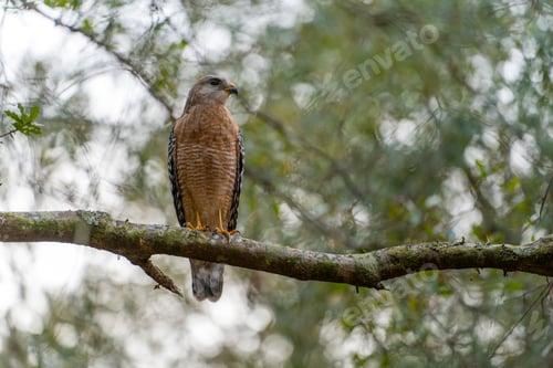 Preview: The red-shouldered hawk bird perching on a tree branch looking for prey to hunt in summer forest