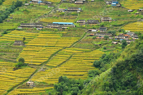 Preview: Terrace rice fields in Nepal
