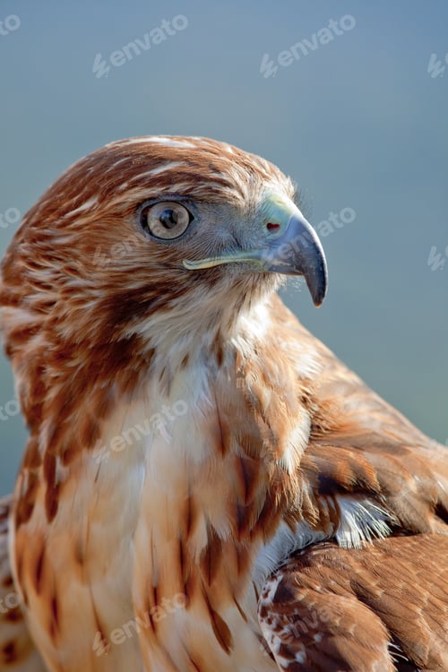 Preview: Eagle of red tail (Buteo jamaicensis)