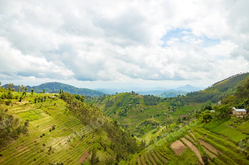 Preview: Beautiful rural landscape with agricultures terraces, Rwanda