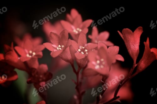 Preview: Tiny Red Flowers