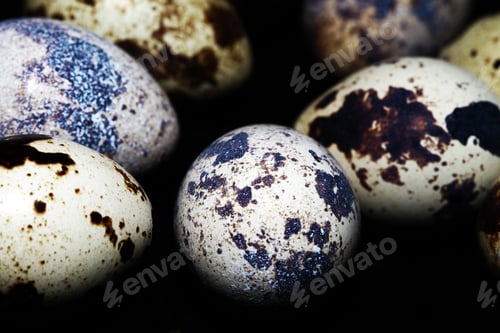 Preview: Animal Small Bird Egg Food