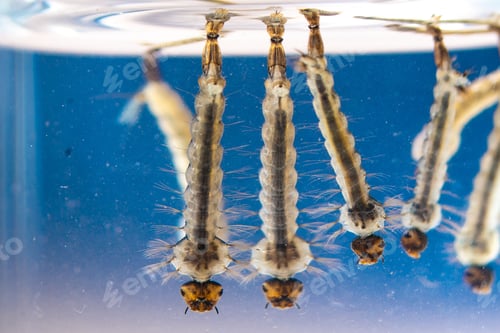 Preview: Asian tiger mosquito larvae in water alive, Aedes albopictus
