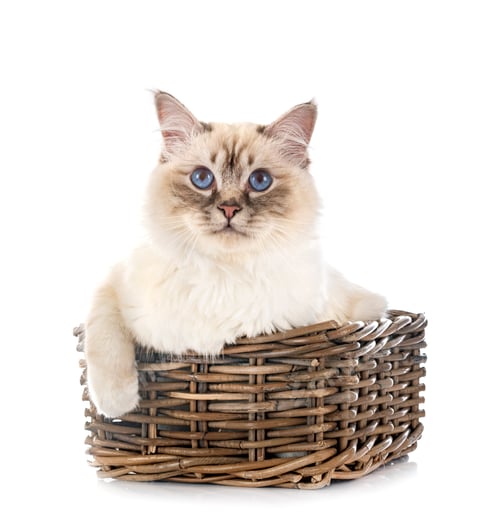 Preview: birman cat in studio