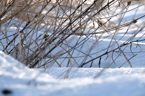 Preview: Closeup of snow covered dry grass in winter. Frozen dead wild plants