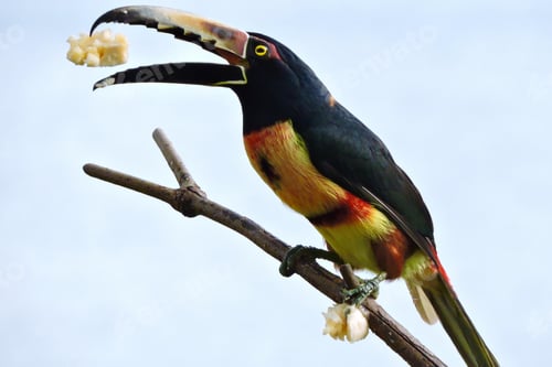 Preview: toucan, bird, colours, tropics