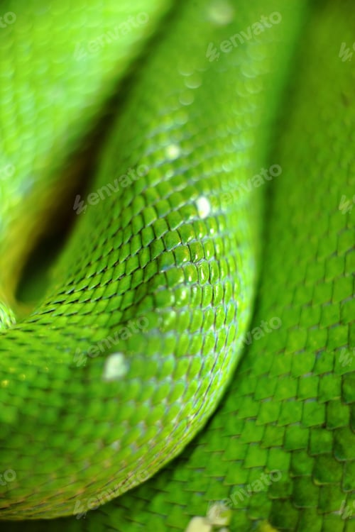Preview: green snake