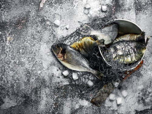Preview: Fresh unprepared Dorado fish in an old bucket with fishing net.