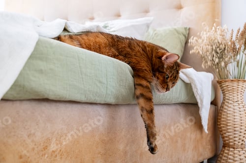 Preview: Relaxing Cat Lying on a Bed in Home