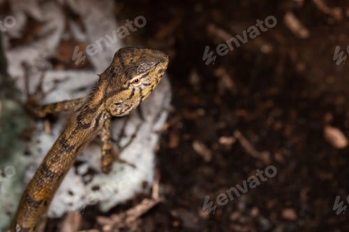 Preview: Top view of a Brown Asia Lizard Chameleon lying on the ground. (Dark toned)