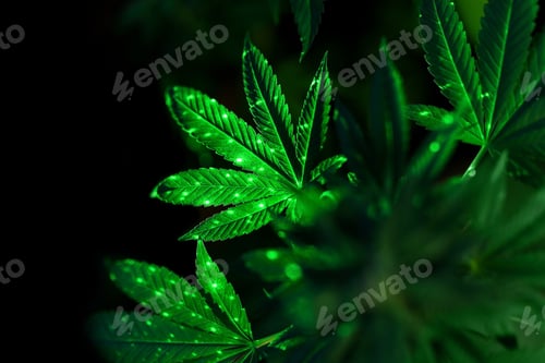 Preview: Plant of marijuana for medical use. Green lighting on the leaves