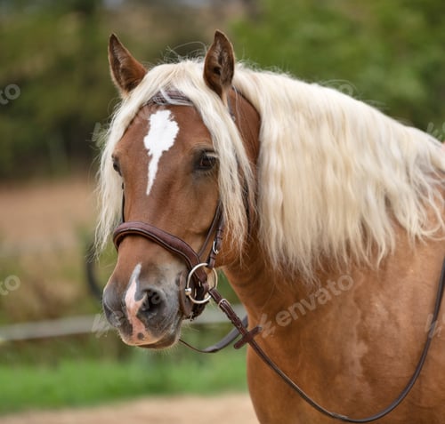 Preview: riding girl and horse