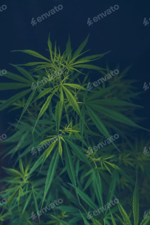 Preview: Green Marijuana tree cannabis plant narcotic herbal in greenhouse.