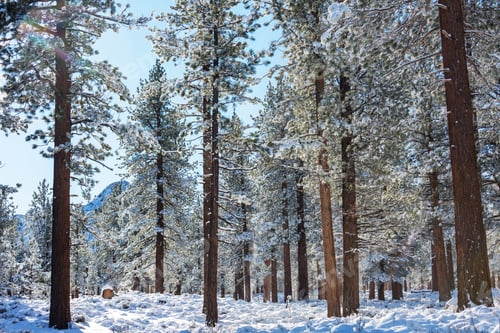 Preview: Winter forest