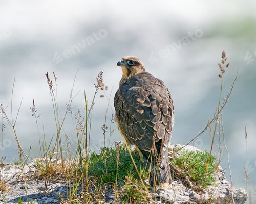 Preview: Peregrine falcon (Falco peregrinus)