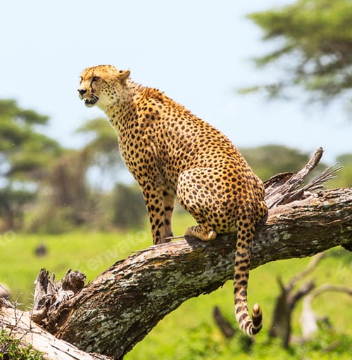 Preview: A Beautiful and Breathtaking wildlife in the World