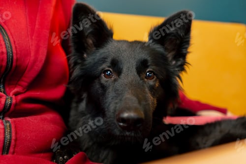 Preview: close up of black Belgian Shepherd in a cafe against the background yellow sofa