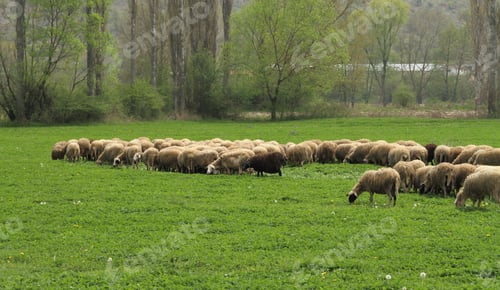 Preview: Sheep grazing