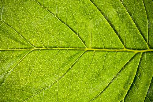 Preview: green leaf texture