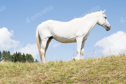 Preview: August 21, 2021: white horse posing on the meadows near the dolomites, Italy