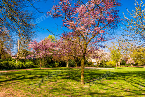 Preview: Cherry Tree In Spring. Sakura Flowers Background