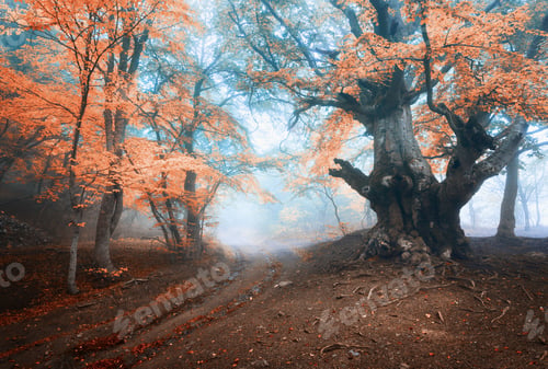Preview: Old magical tree with big branches and orange and red leaves