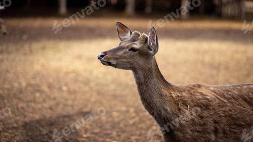 Preview: Wild animal. Dappled deer on the farm