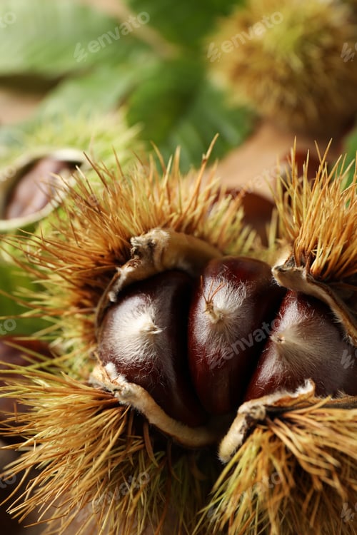 Preview: Fresh sweet edible chestnuts in husk, closeup