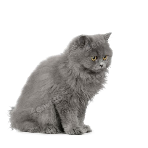 Preview: persian