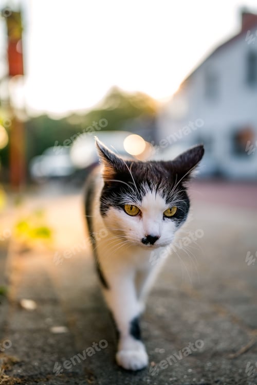 Preview: Vertical closeup of a black and white cat walking outdoors
