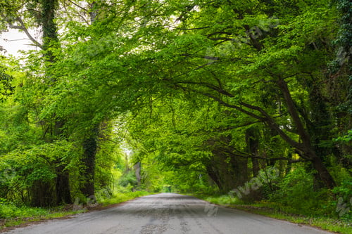 Preview: Asphalt road between dense green trees in the forest