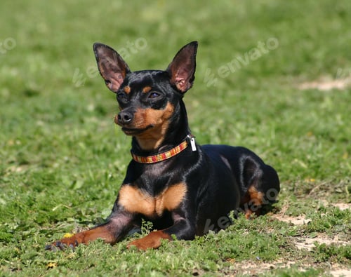 Preview: miniature pinscher