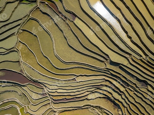 Preview: Aerial drone view of Yuanyang rice terrace at sunrise, Yunnan province, China