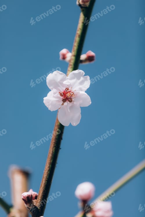 Preview: Almond tree blossom in spring. Floral background, pink and white flowers in bloom.