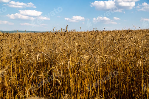 Preview: golden field with spikelets of ripe wheat