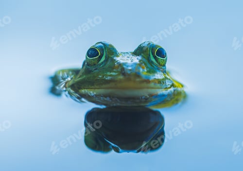 Preview: A peaceful scene of a frog floating in water with its reflection under a clear blue sky