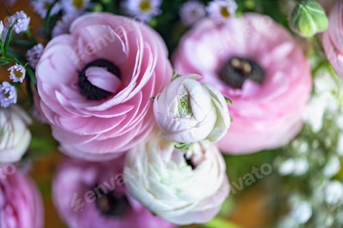 Preview: Tender ranunculus flowers