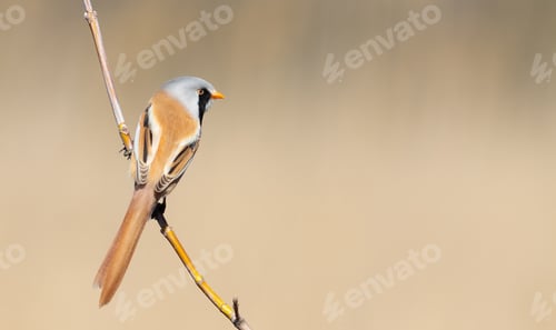 Preview: Bearded reedling, Panurus biarmicus. The male sits on a branch, a place to text