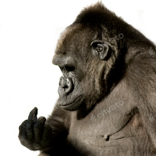 Preview: Young Silverback Gorilla
