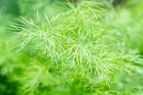 Preview: Fresh young dill close-up on a farmer's vegetable garden