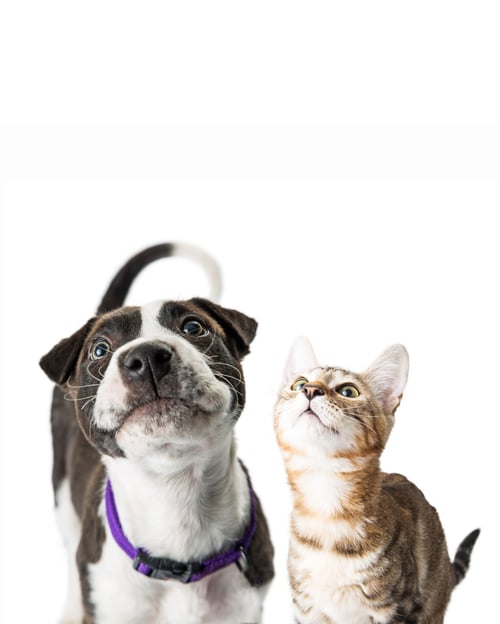 Preview: Closeup Cute Puppy and Kitten Looking Up