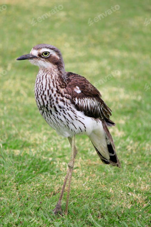Preview: Curlew bird