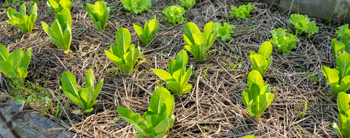 Preview: es Organic farm for background ,Organic fresh harvested vegetables; Field of cultivation