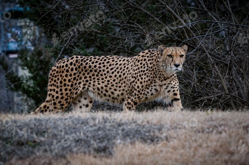 Preview: Cheetah walking in a dry field with dense tree branches in the background