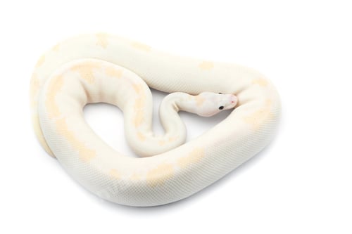 Preview: The royal python isolated on white background
