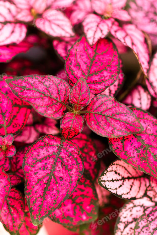 Preview: Pink plant